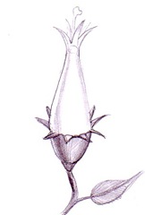 O floare - Un mugure floral ce se pregateste de inflorire desen in creion