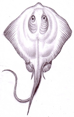 Pisica de mare