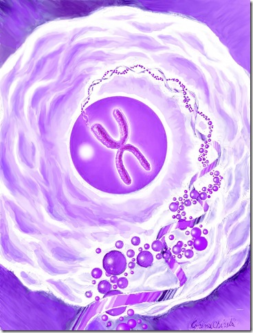 Celula cromosomul ADNul materialul genetic - The DNA the chromosome the cell the genes2 copy