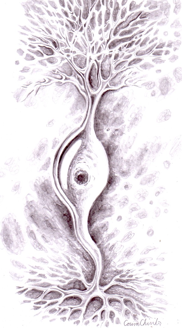 Neuron bipolar, unul dintre desneele mele pe teme biologice
