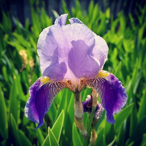 Iris flower