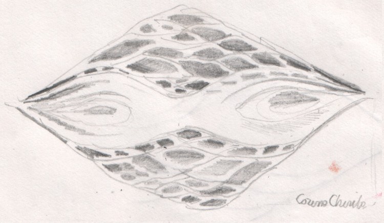 dividing-cells