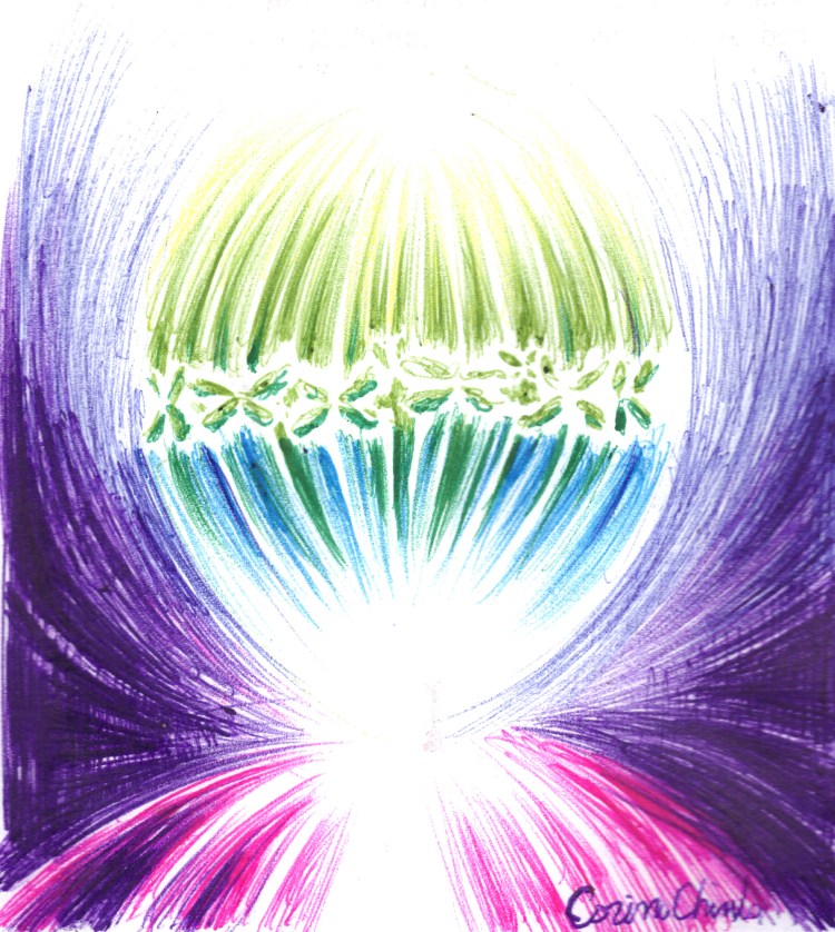 Cellular division with chromosomes biology drawing