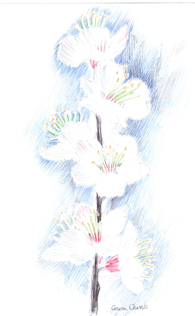 Cires de mai sau flori de cires desen facut cu pixul