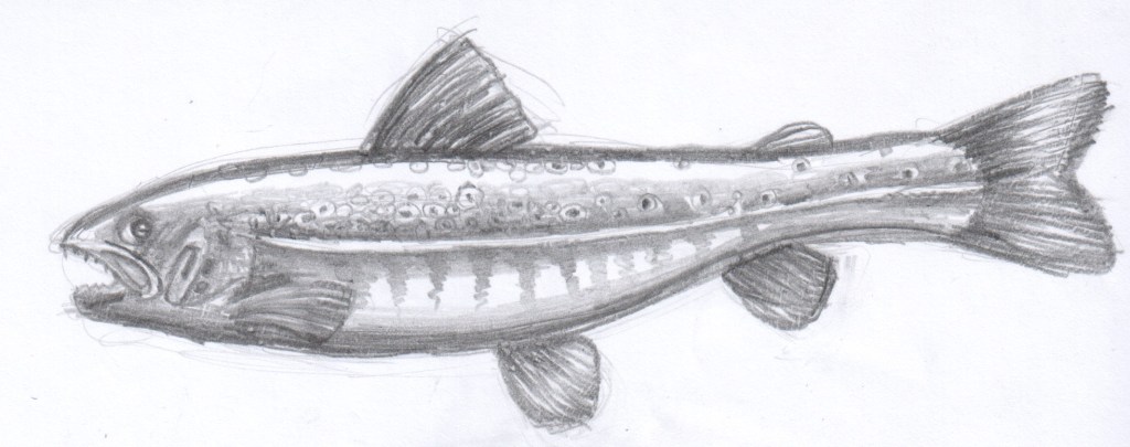 Salmo trutta - Pastrav